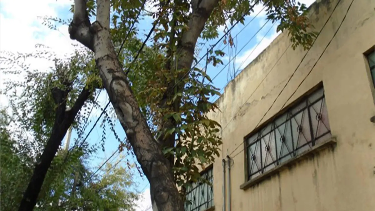 UNAM PLANTAS