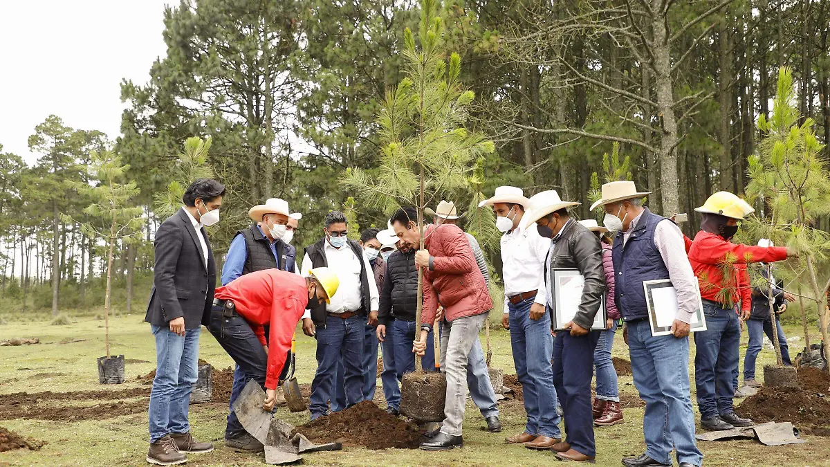 SILVICULORES (INTERIOR)