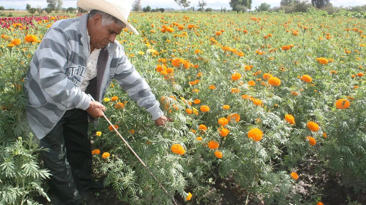 FLORES UNO