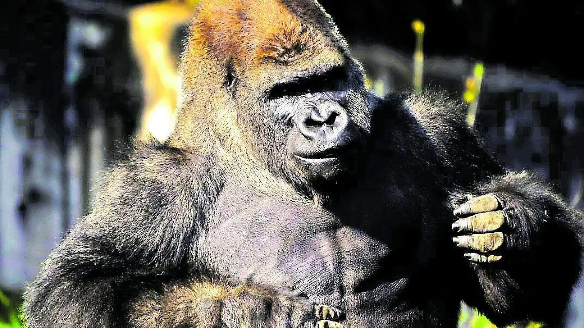 Gorilla