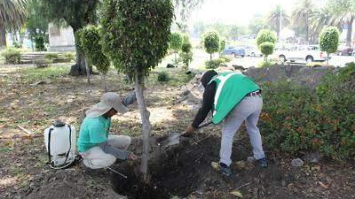 Reforestación vías