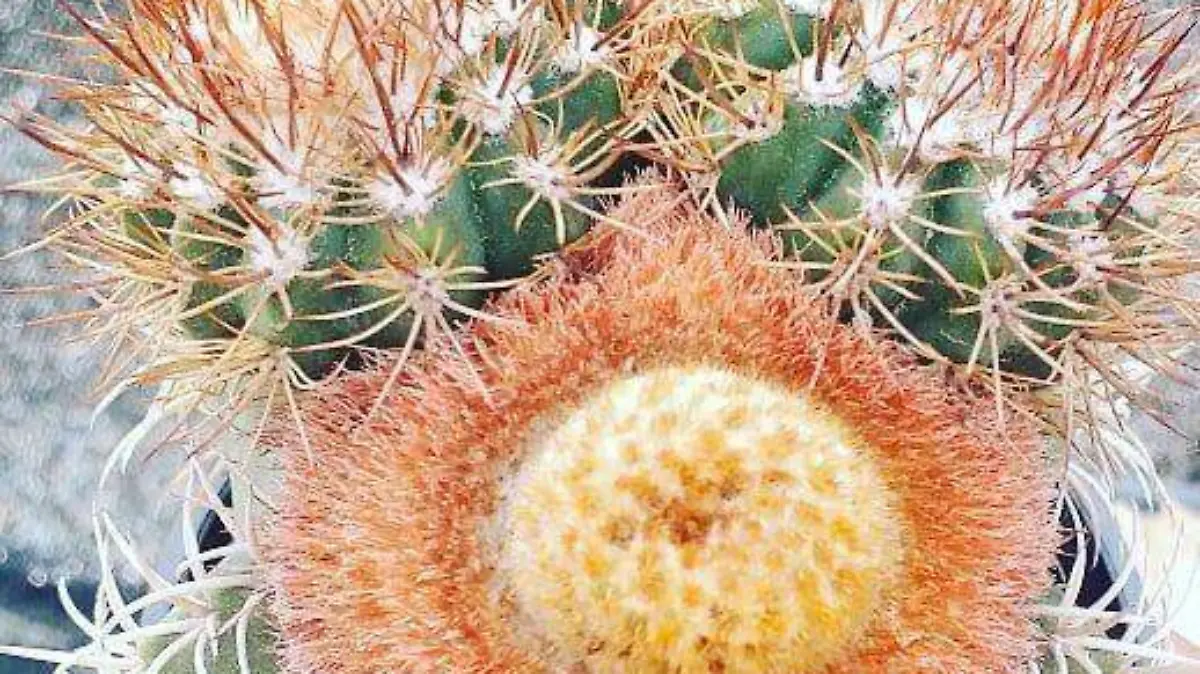 cactáceas hidalgo 8 Especial (3)