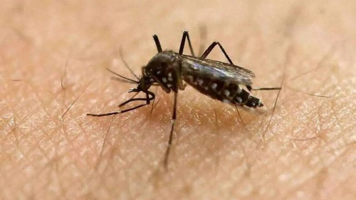 dengue