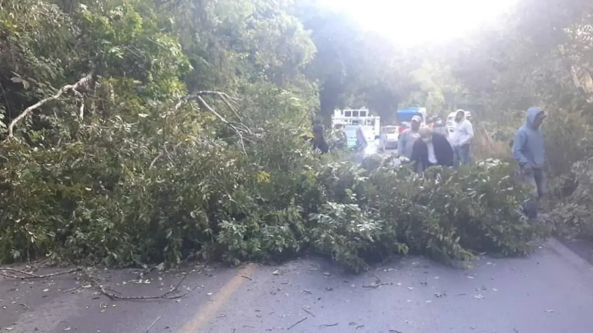 Bloqueo carretera por árbol