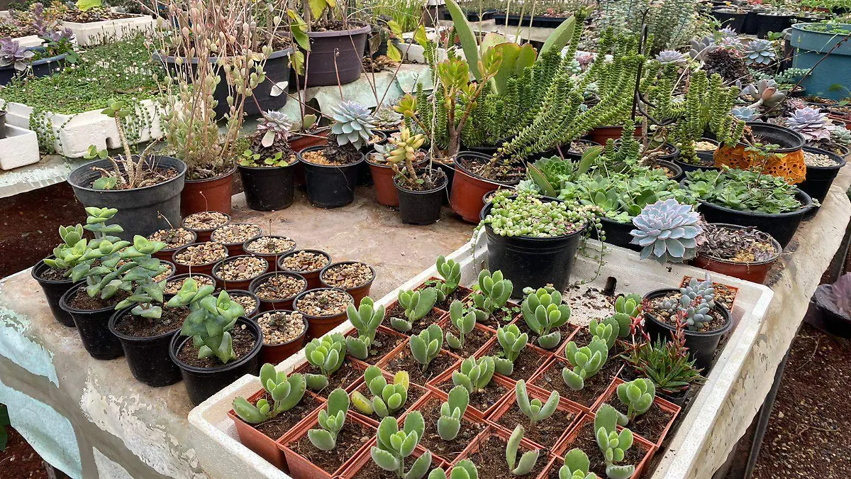 SUCCULENTAS (5)