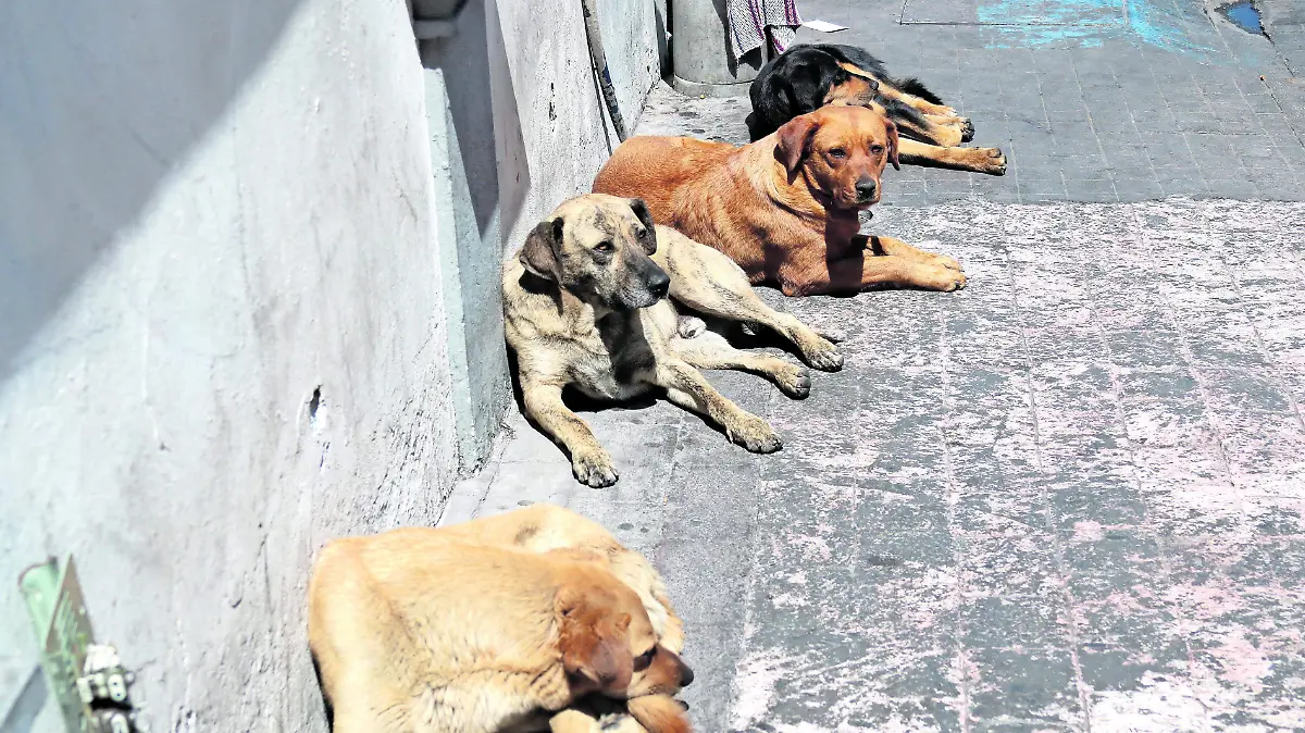 ATAQUE PERROS2 F WEN(1)_CMYK