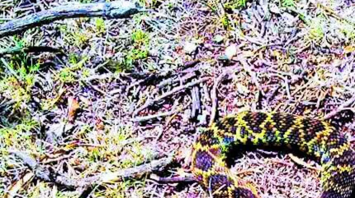 TULANCINGO MORDEDURA DE SERPIENTE