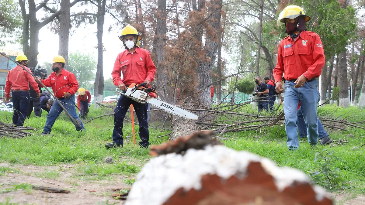 TALAN ARBOLES F BEG (2)