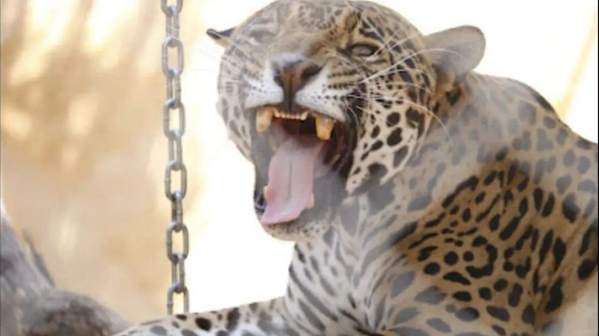 zoo20