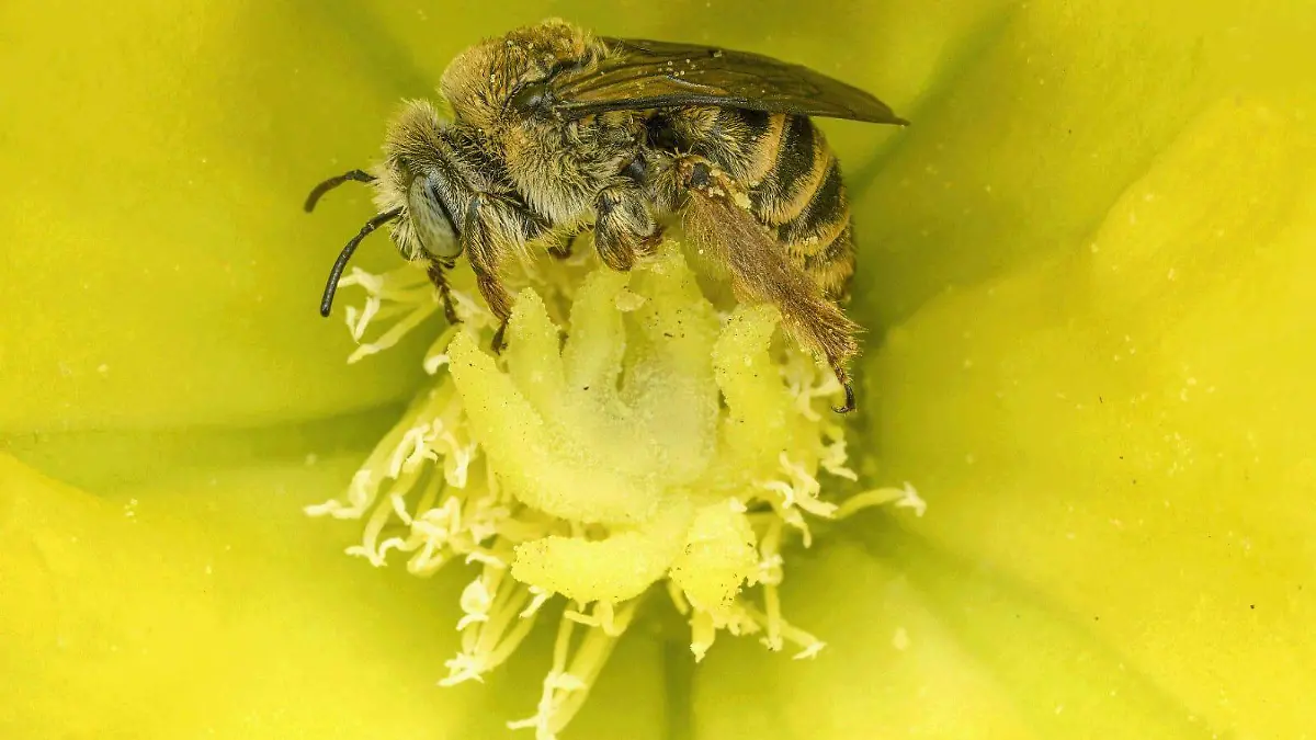 ABEJAS