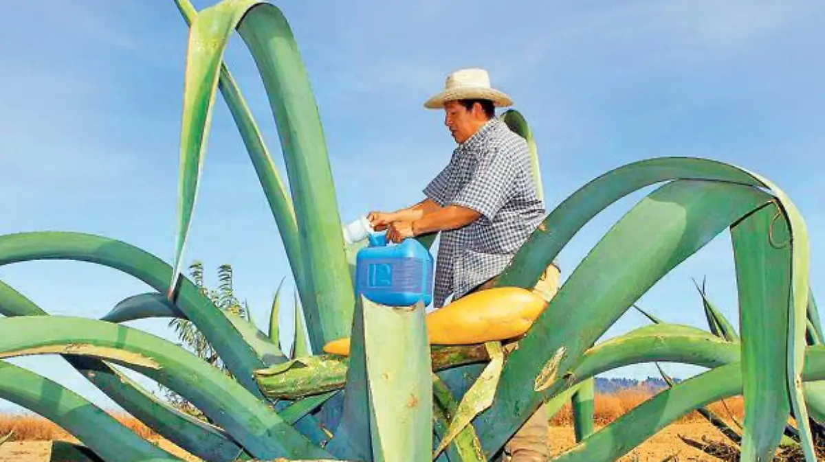 FERIA DEL PULQUE EN SAN MATEO OZOLCO