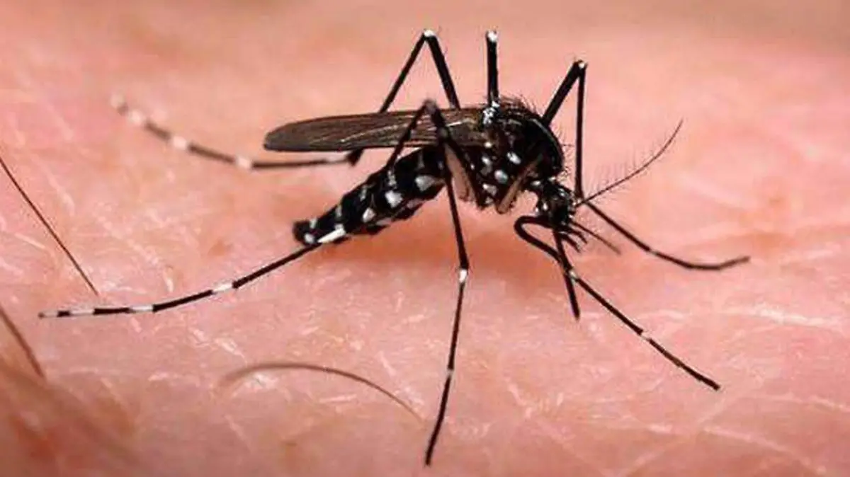 Dengue