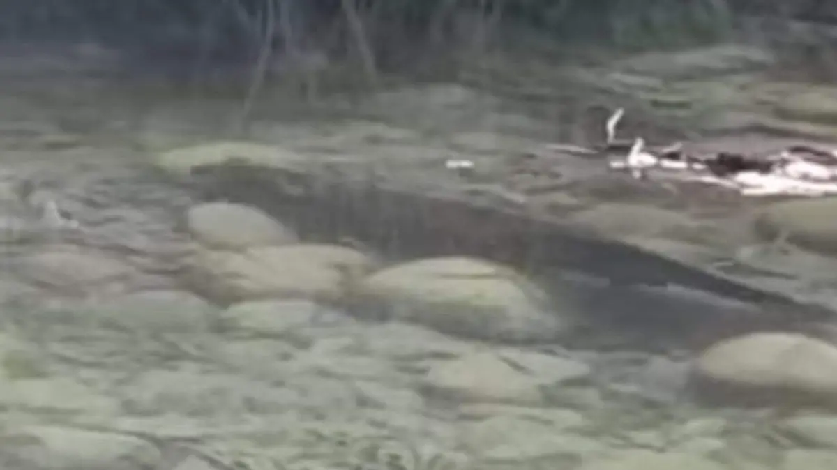 nutria