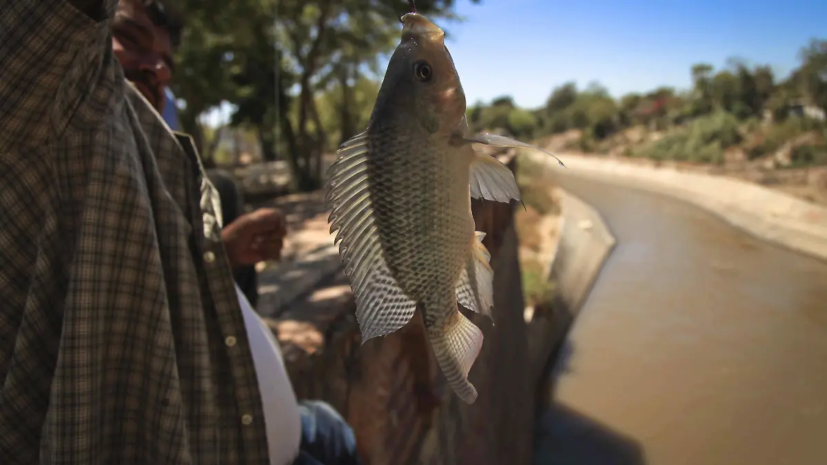 PESCA COMERCIAL OK