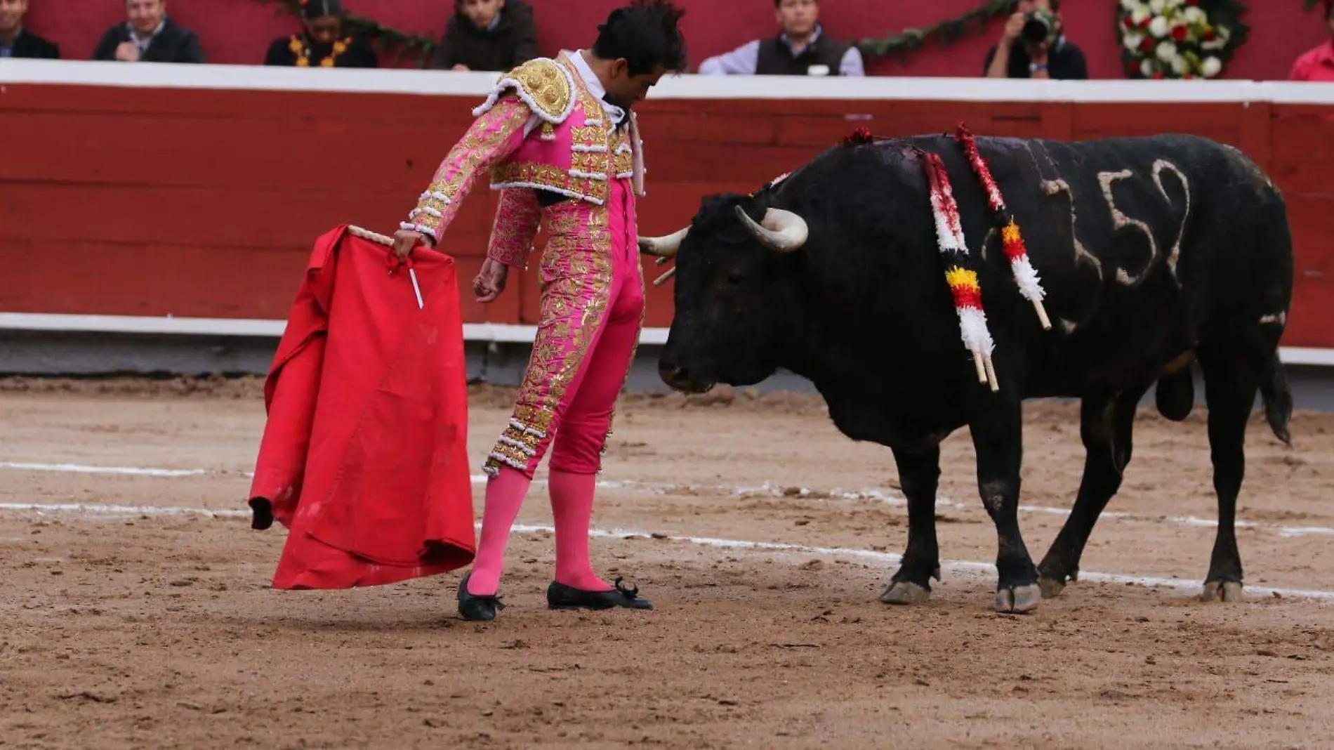 Toros