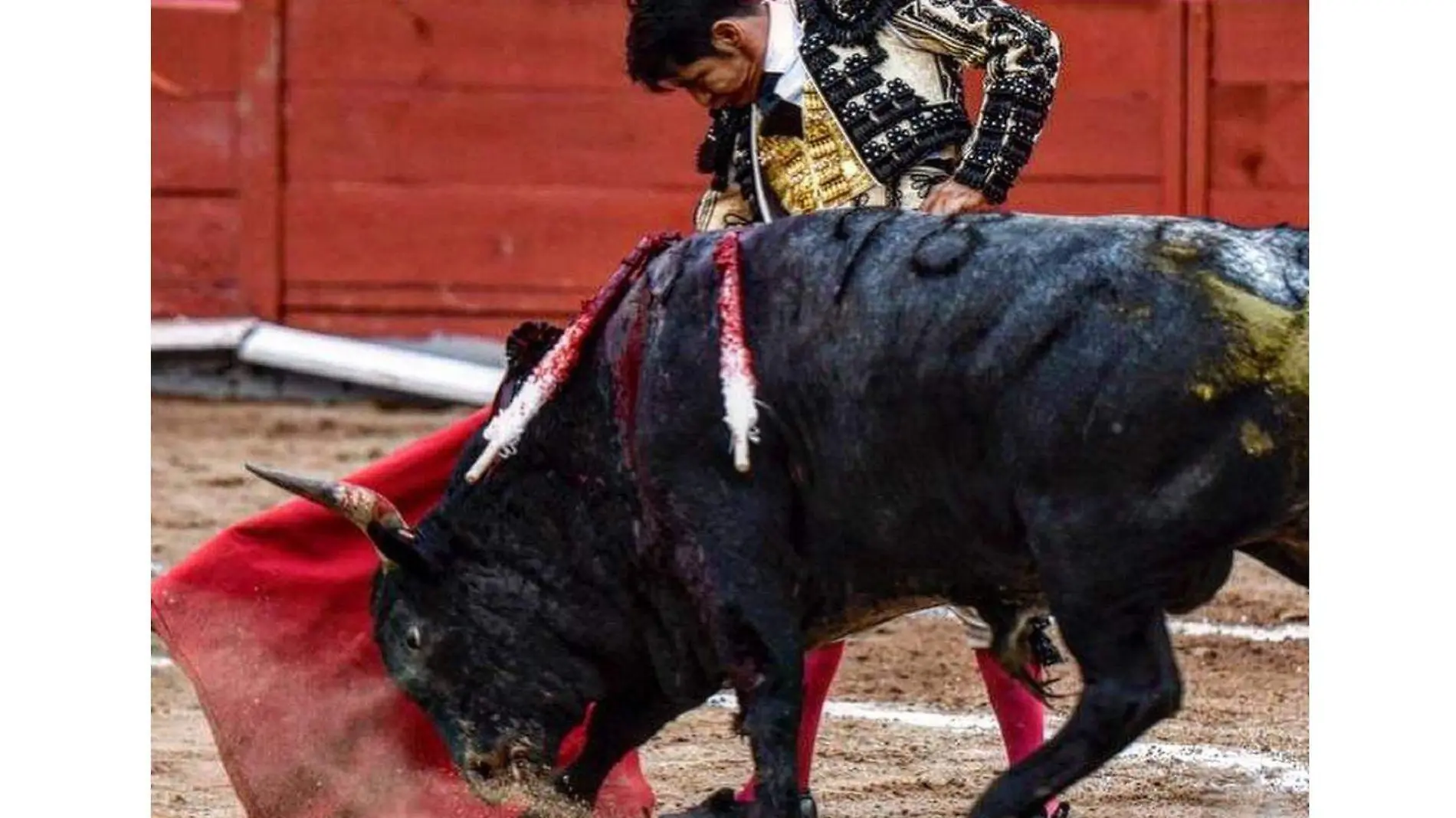 Toros