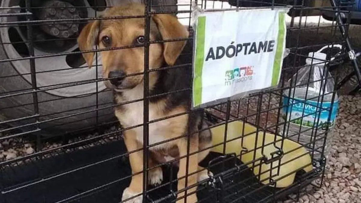 ADOPCIONES