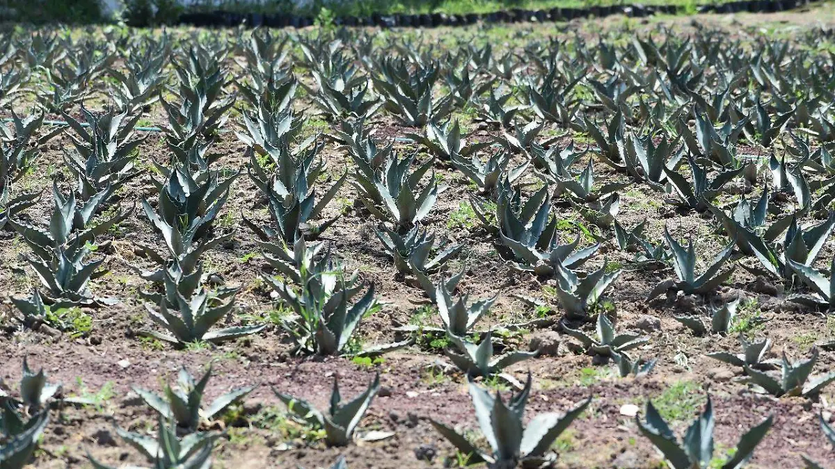 MAGUEYES​ COLHGO​9