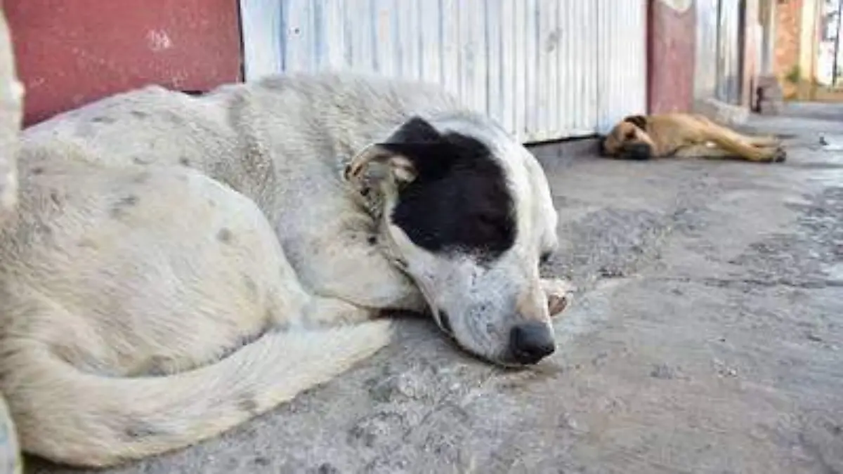 ESTERILIZACIoN