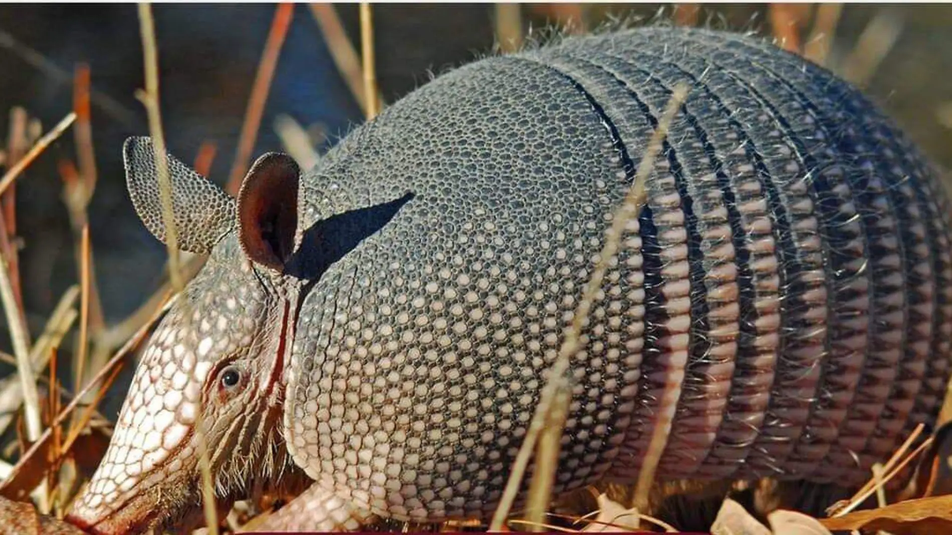 Armadilla