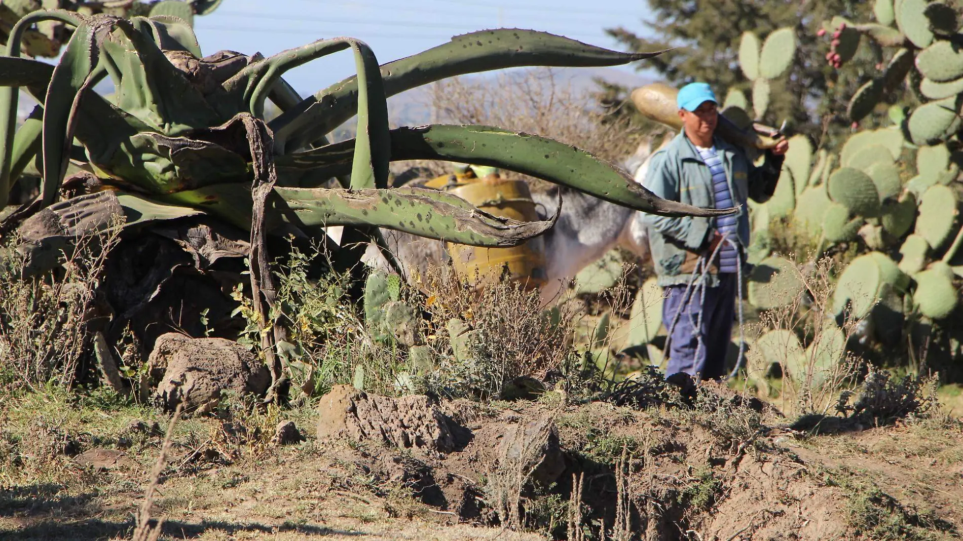 PULQUE