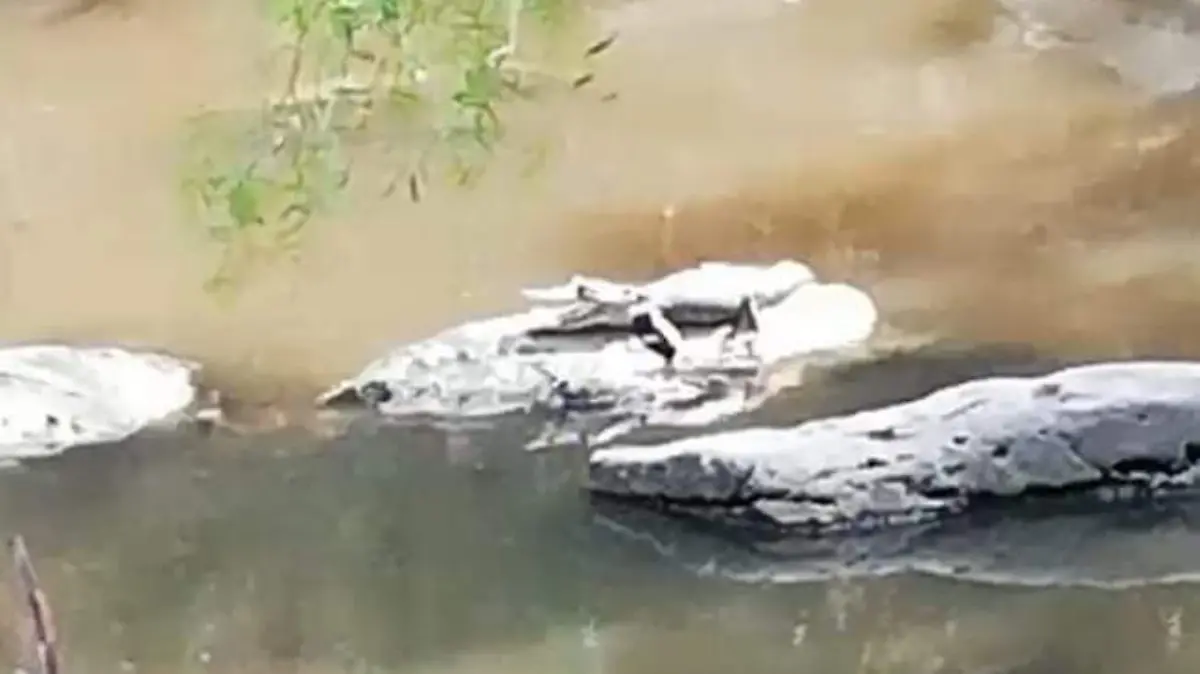 WhatsApp Image 2020-04-28 at 17.37.09