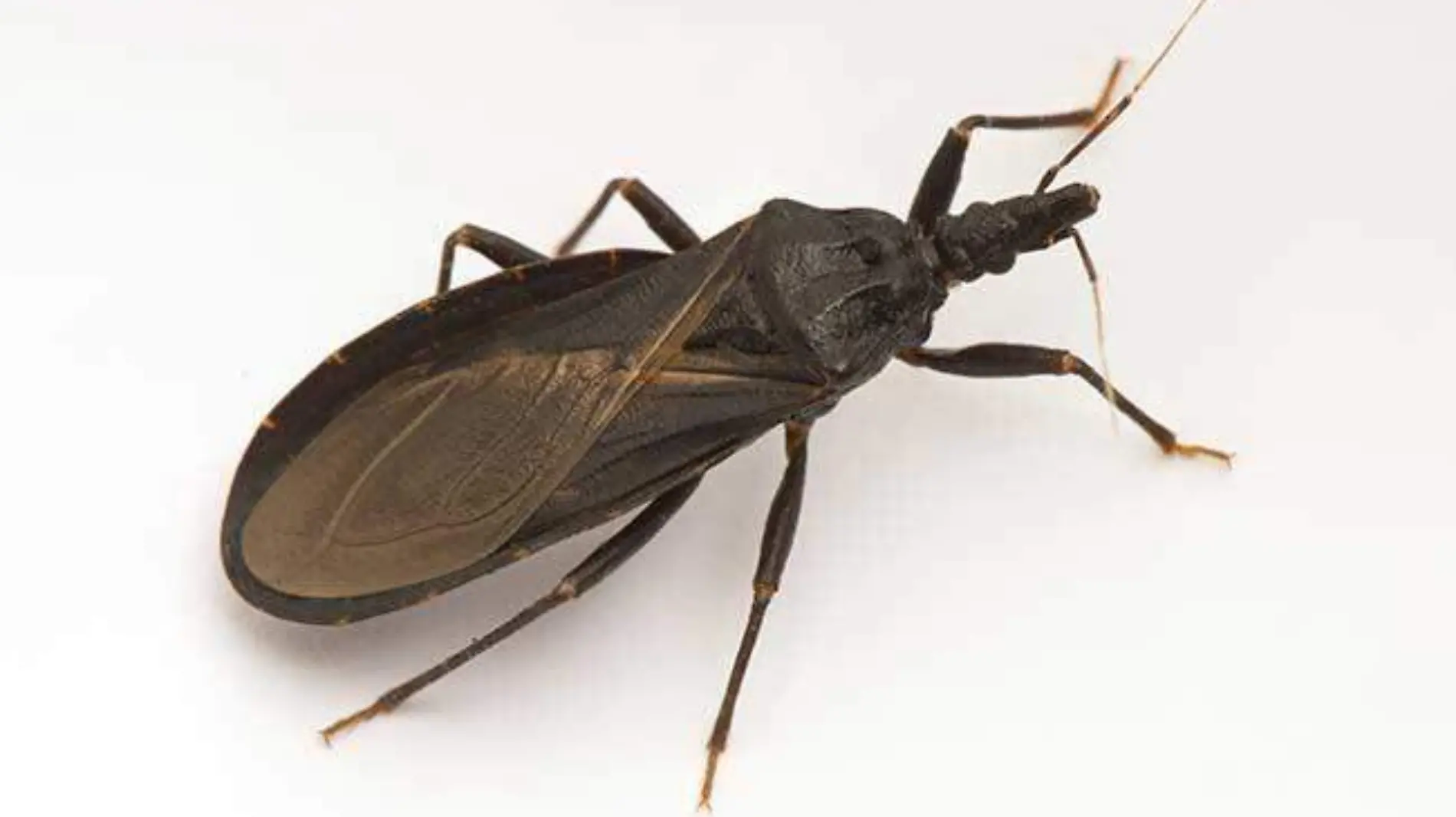 Chagas