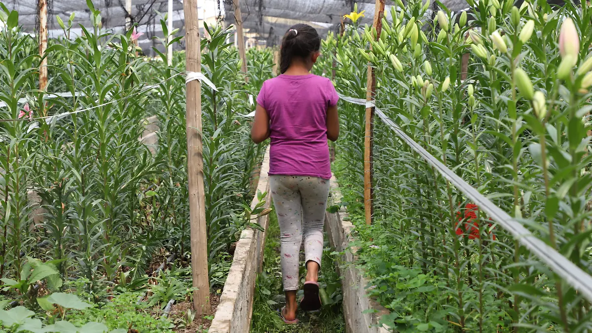 TRABAJO AGRÍCOLA INFANTIL F BEG (1)