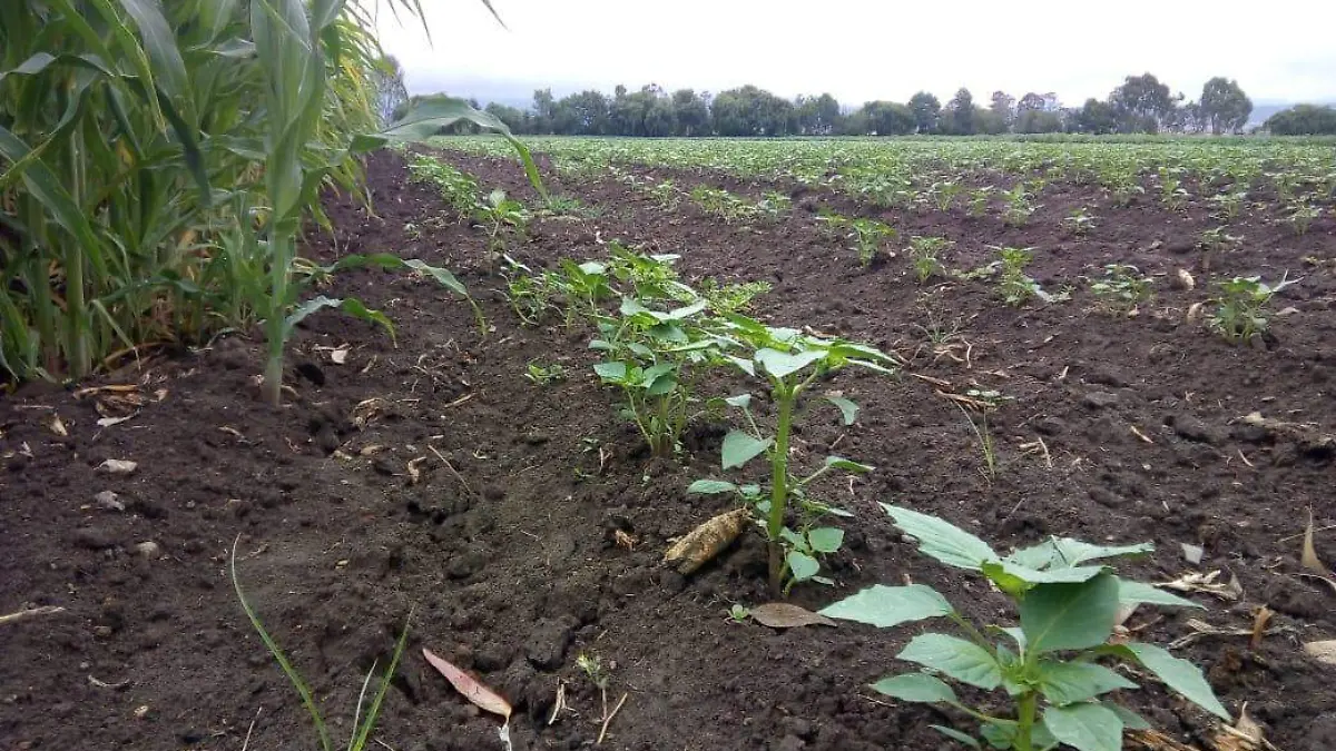 LLUVIAS ACAXOCHITLAN