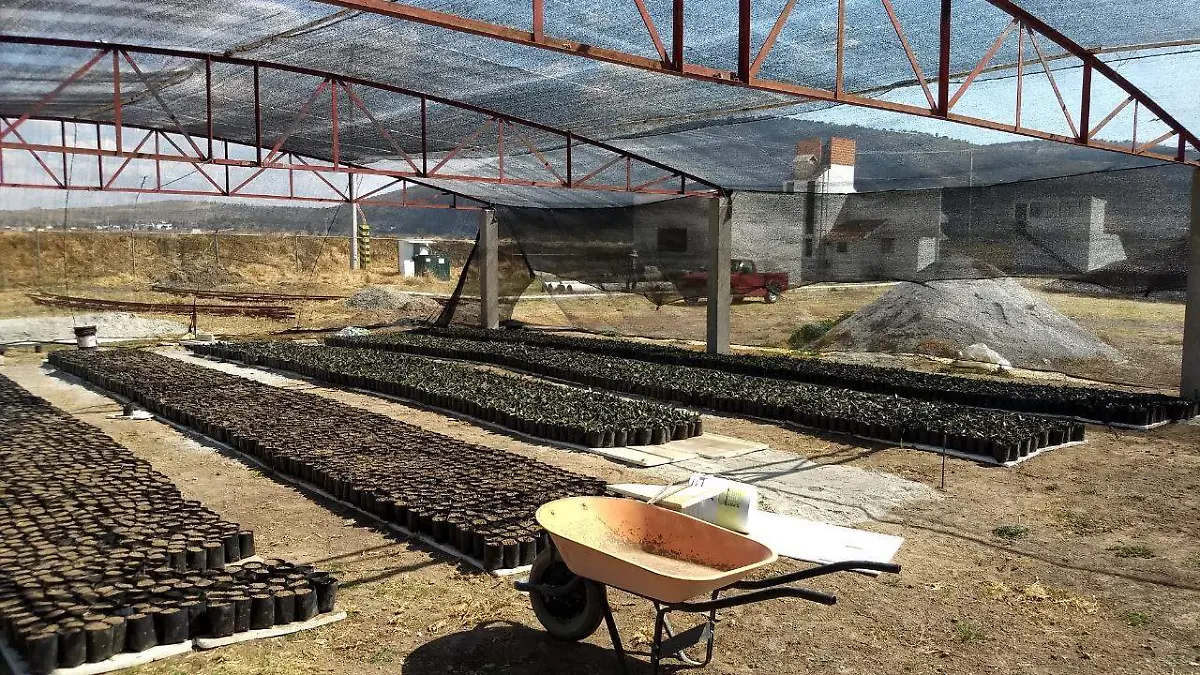 MAGUEY07