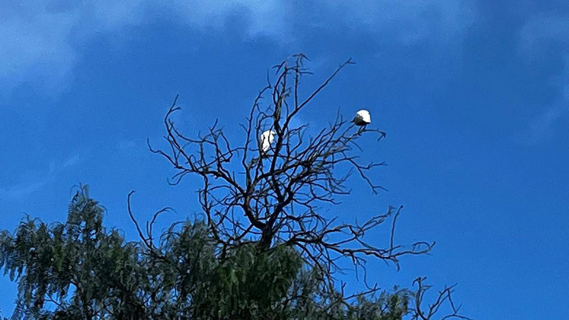 garzas