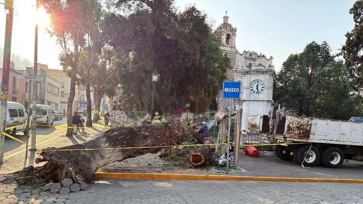 árbol iglesia san francisco pachuca 