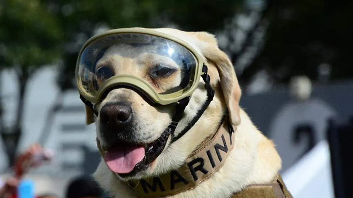 Perrita Frida