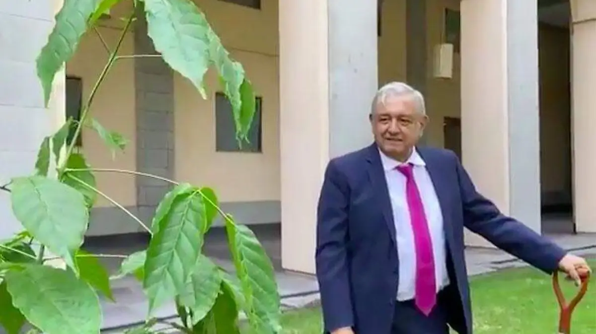 amlo-arboles