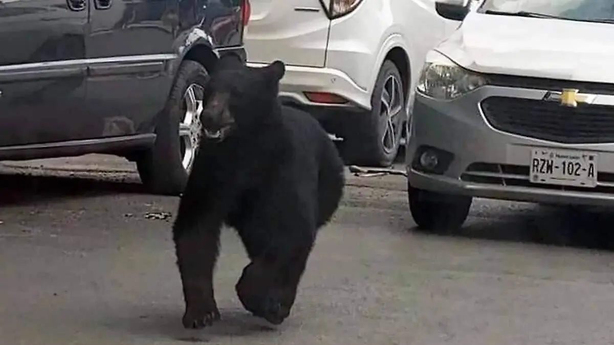 Oso en Monterrey