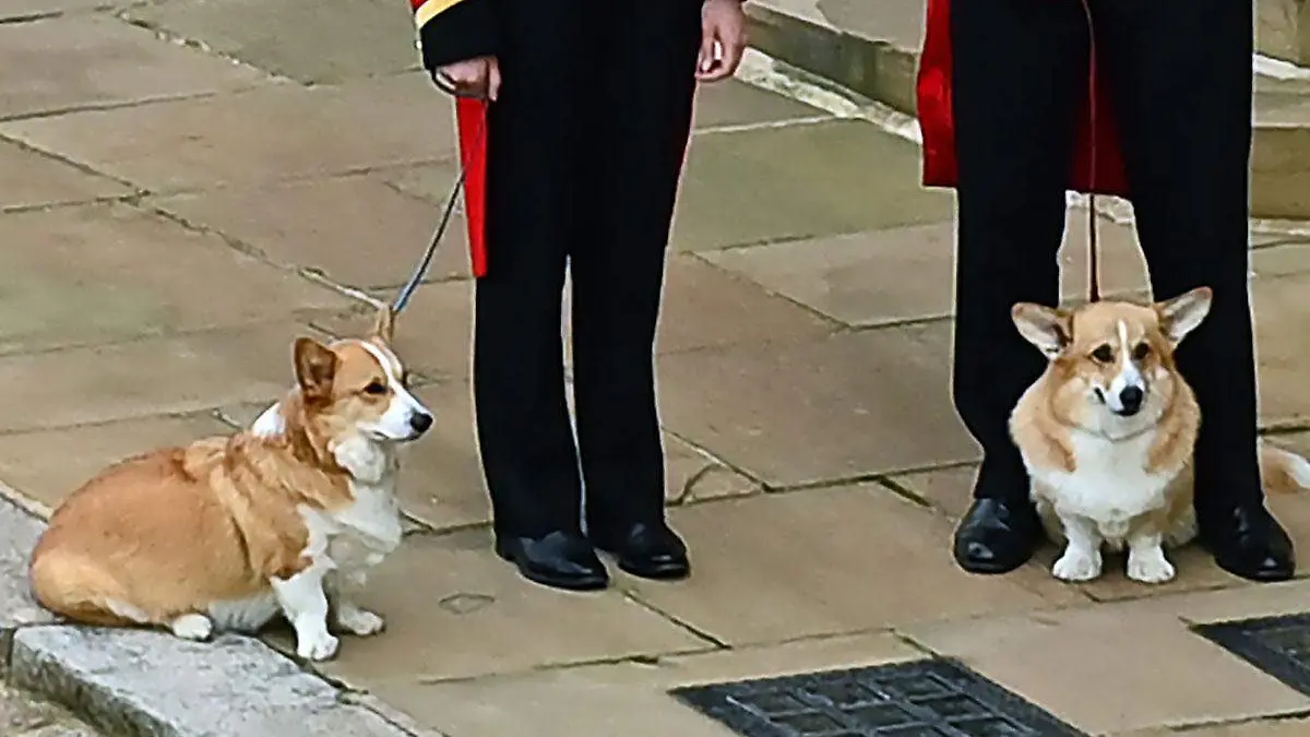 Los corgis perros de la reina