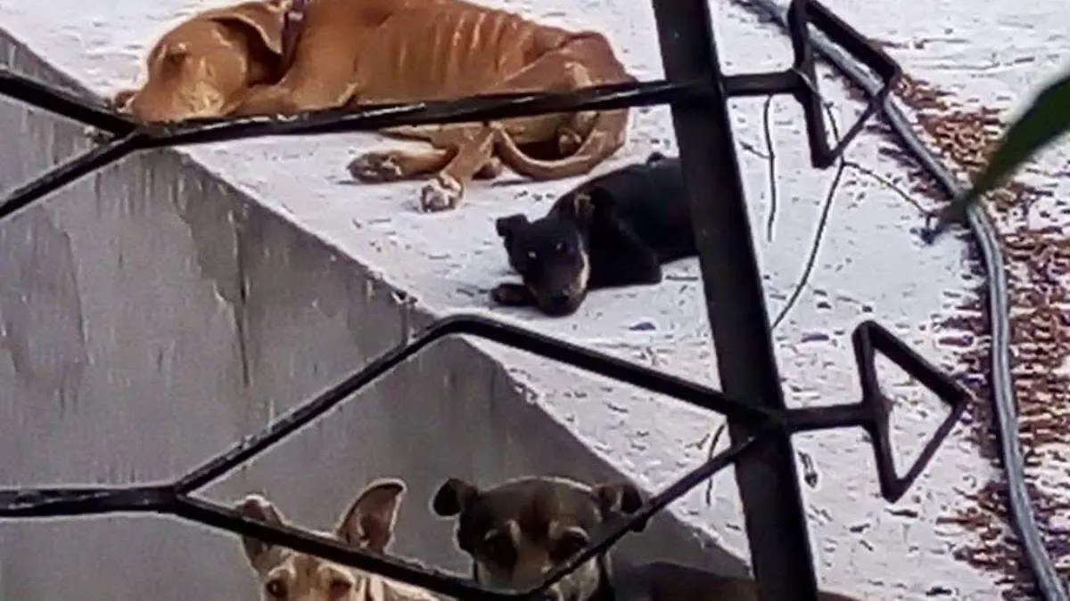 WEB RESCATAN PERROS BUENAA