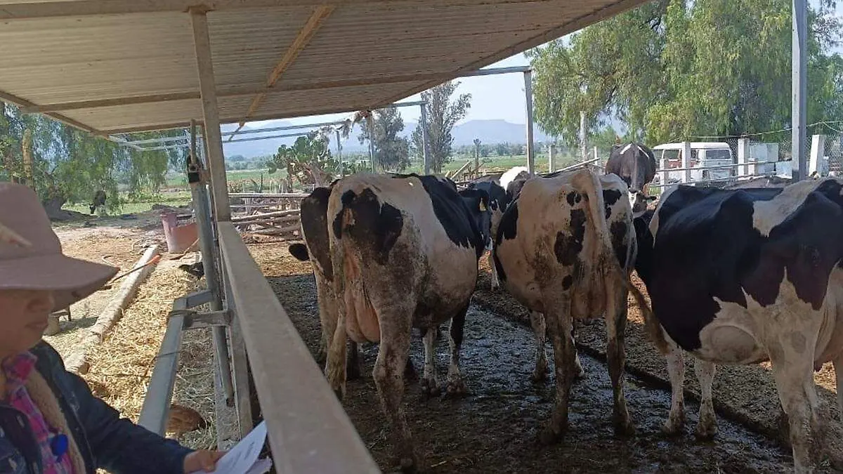 Lecheros