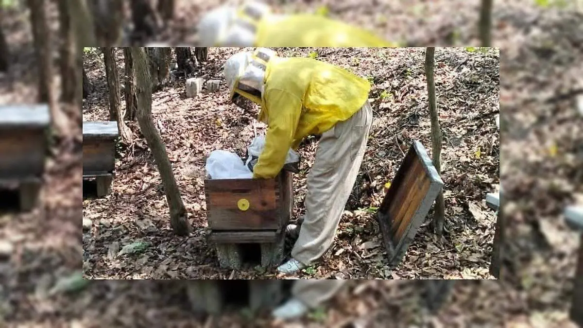 Abejas Atlapexco