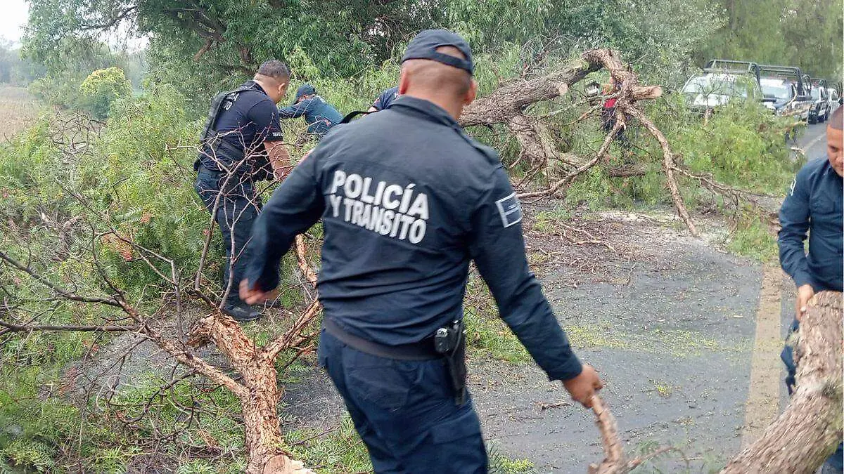 WEB CAYO ARBOL BUENAA
