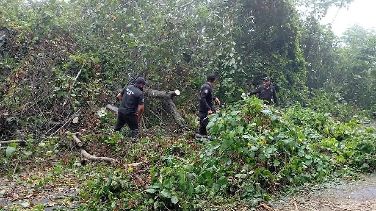 CAIDA DE ÁRBOLES 1