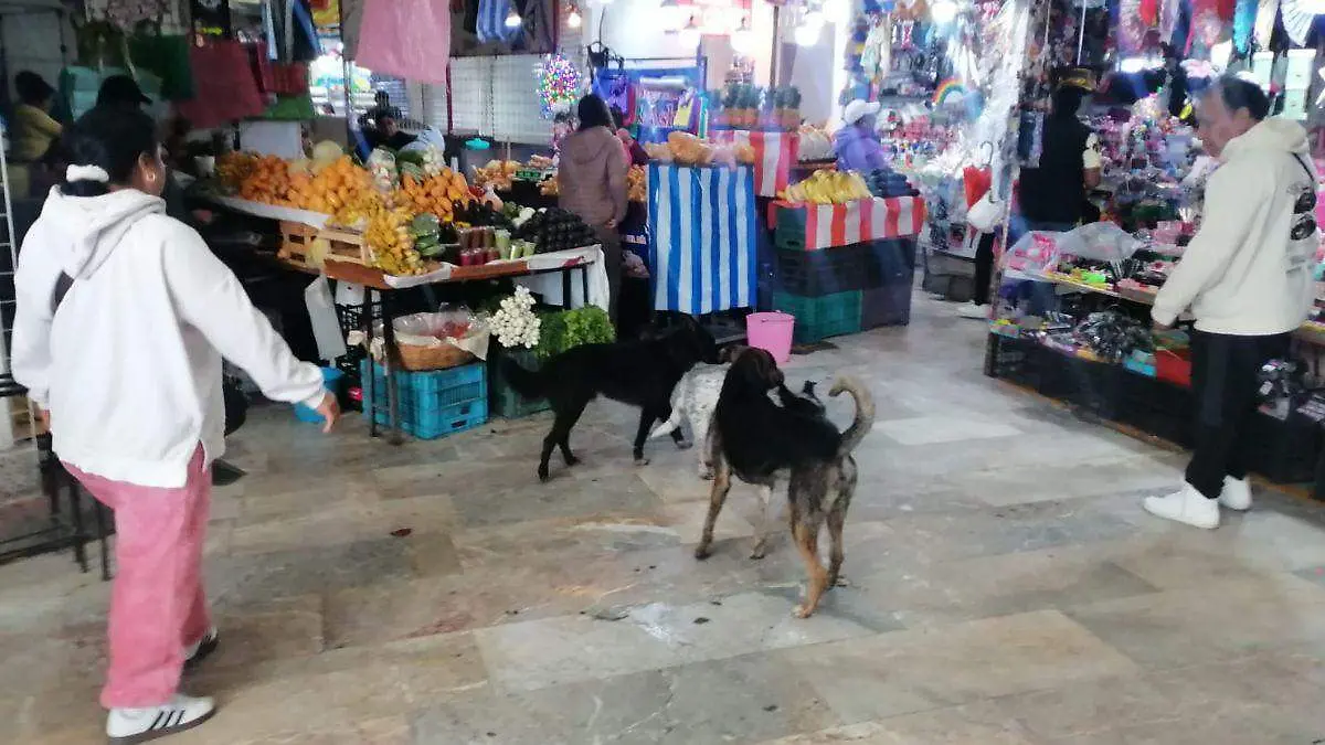 WEB JAURIA PERROS BUENAA