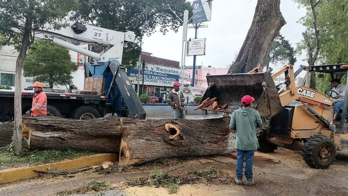 WEB DERRUMBAN ARBOL BUENAA