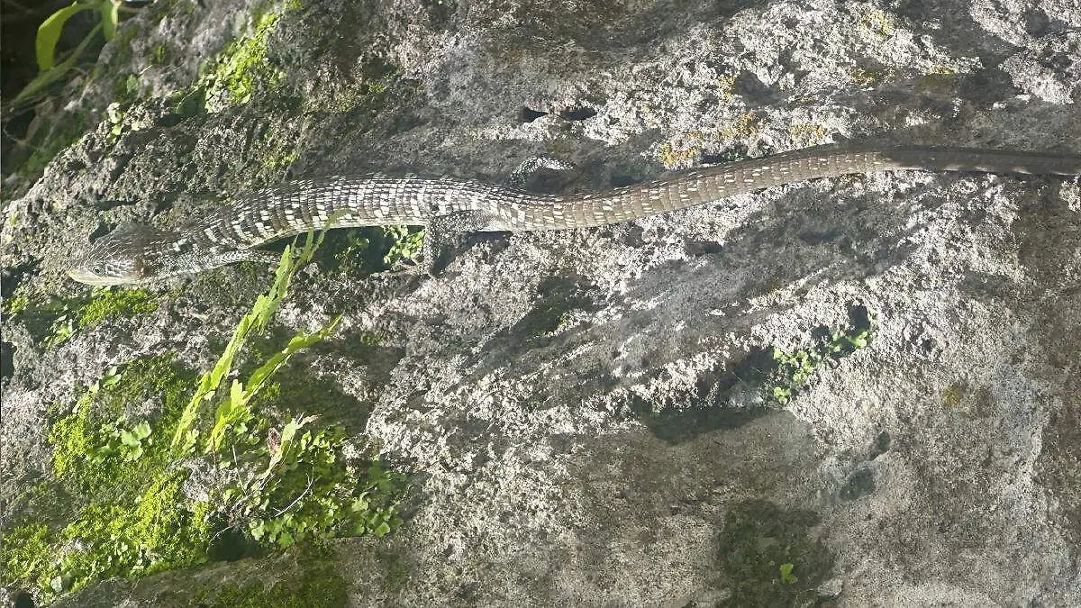 Lagartijauno