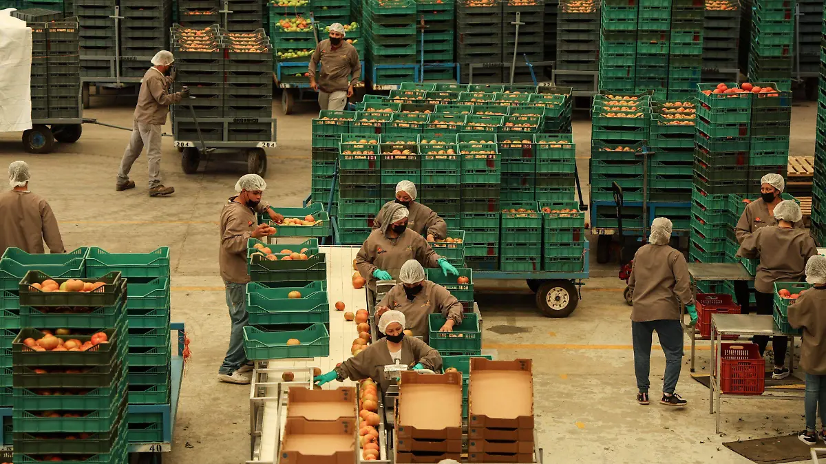 1043497_Agroindustria tomates Zacatecas_impreso