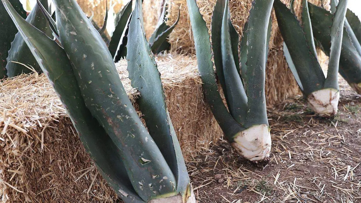 Diseño sin título-6