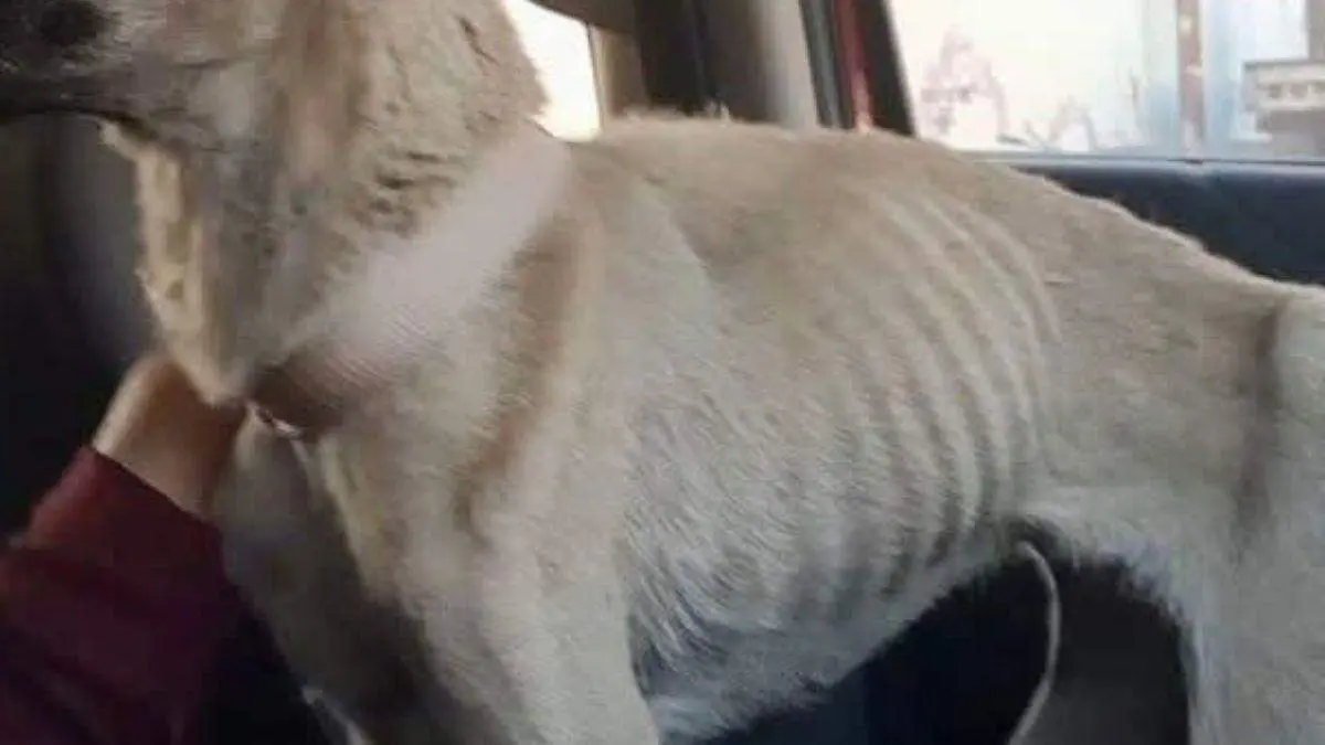 WEB RESCATAN PERROS BUENAA