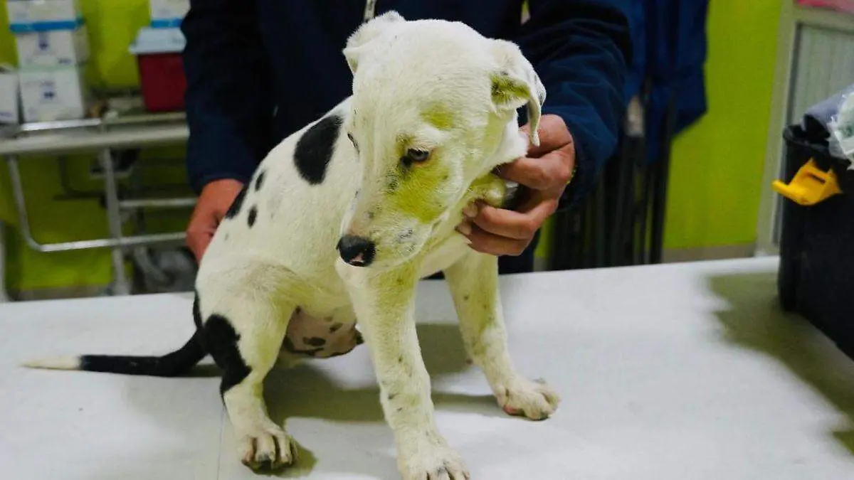 WEB RESCATAN PERROS ABANDONADOS ATITALAQUIA BUENAA