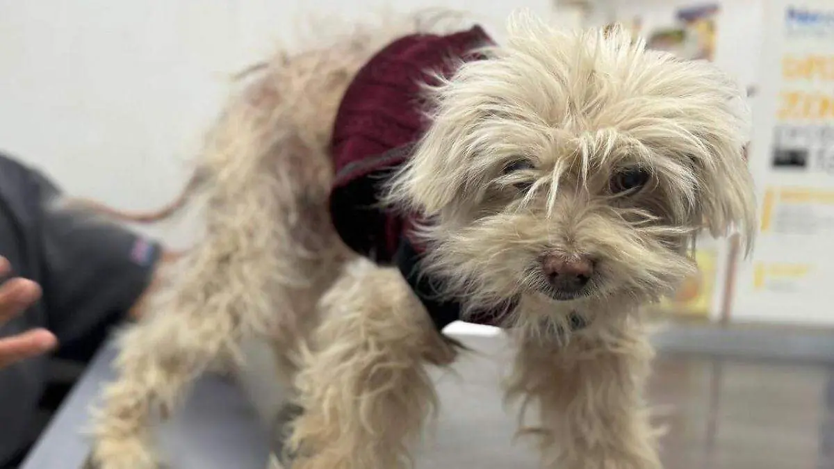 WEB ANIMAL TULA BUENAA