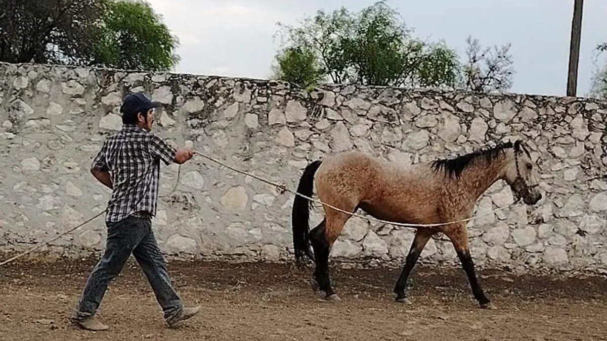 Caballo